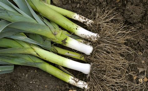 Spring Onion Vs Leek Understanding The Differences A Z Animals