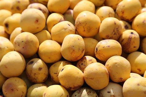 MARULA Sclerocarya Birrea BIZ