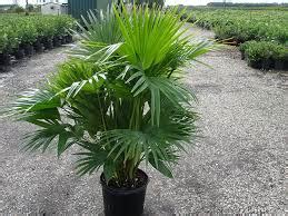 Livistona Chinensis Chinese Fan Palm Cm Pot Palm World Nursery