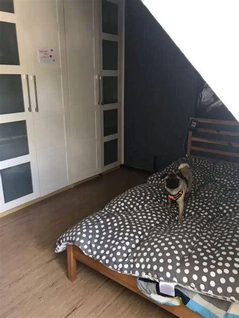 2 Zimmer Wohnung zu vermieten Heinrich Heine Straße 22 38440