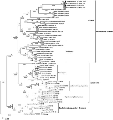 Molecular Phylogenetic Analysis By The Maximum Likelihood Method Based