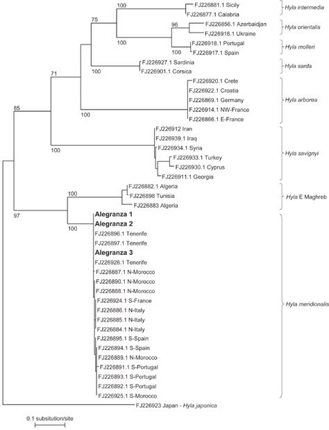 Phylogeny Of Tree Frogs From Alegranza Based On Mitochondrial