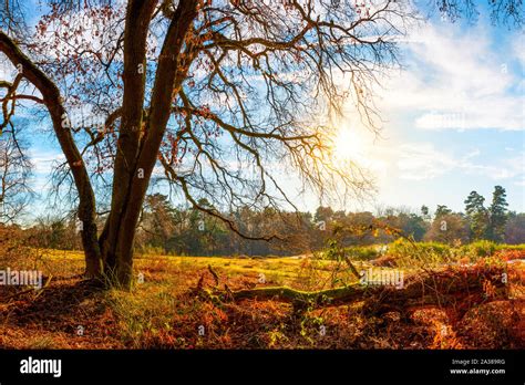 Baumstamm Und Sonne Hi Res Stock Photography And Images Alamy