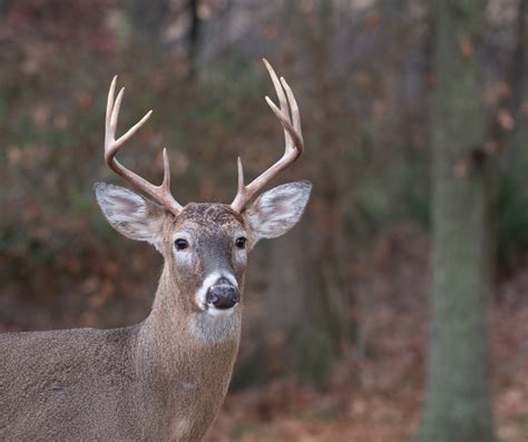 Wi Deer Archery Season 2024 Chad Meghan