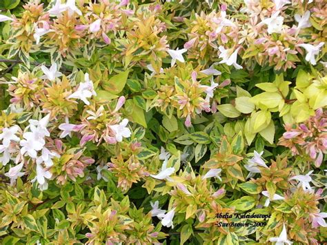 Plantfiles Pictures Glossy Abelia Kaleidoscope Abelia X Grandiflora