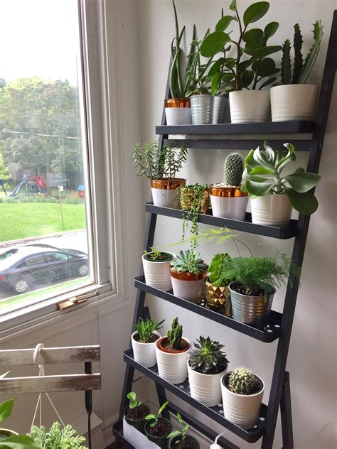 An Update On My Plant Shelf Some Of My Plants Are Almost Too Big For