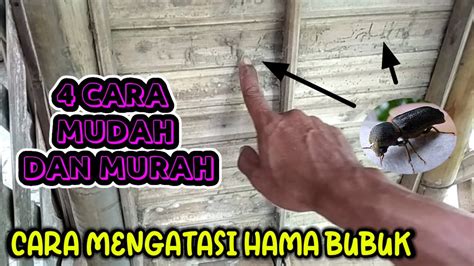 Cara Membasmi Hama Kutu Bubuk Rayap Totor Di Bambu Atau Kayu Youtube