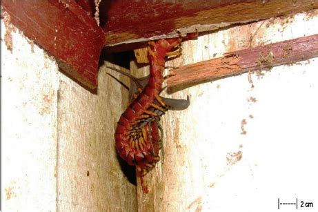 Predation By Giant Centipede Scolopendra Viridicornis On Bat