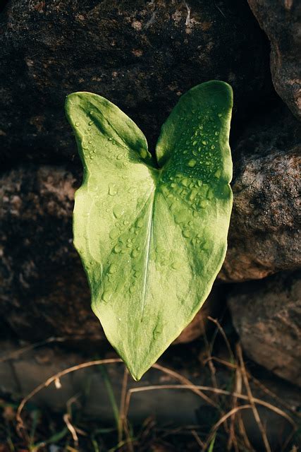 Folha Planta Orvalho Foto Gratuita No Pixabay Pixabay