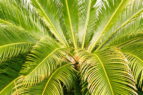 Palmera Cica Con Hojas Amarillas Huerto En Casa