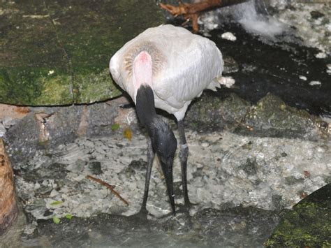 The Online Zoo - Jabiru