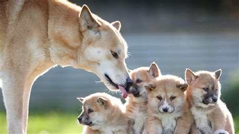 Dingo Dna Study Shows Most Of The Victorian Dingoes Are Pure Bred