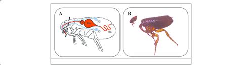 Flea Dissections A Diagram Of Flea Internal Anatomy The Dash Line