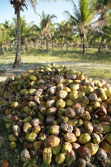 Colheita De Coco Na Bahia Foto De Stock Imagem De Frutas 231782590