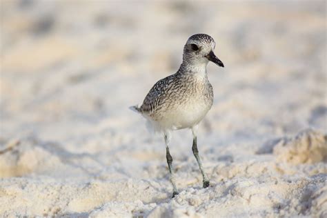 Black Bellied Plover Audubon Field Guide