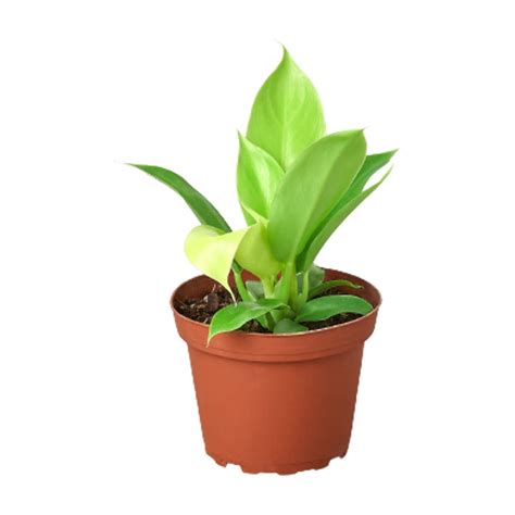 Philodendron Moonlight