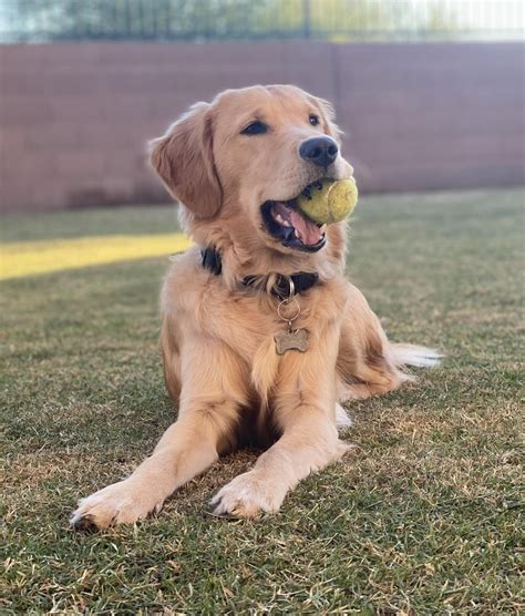 First time seeing an angry Golden Retriever : r/goldenretrievers