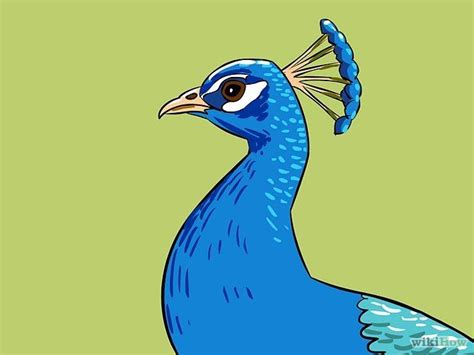 4 Ways To Draw An Exotic Peacock Peacock Drawings Peacock Art