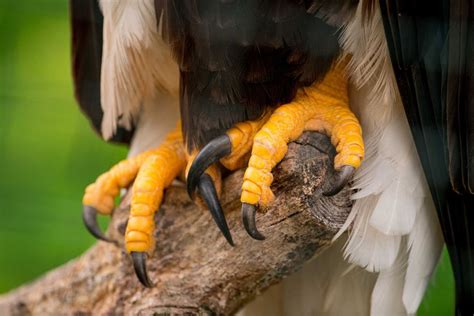 Bird Talons: Completely 'Claw'some Facts Everyone Should Know! | Kidadl