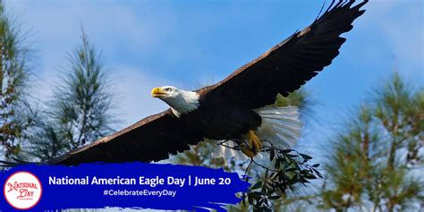 National American Eagle Day June 20 National Day Calendar