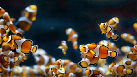 macro, Animals, Clownfish, Fish Wallpapers HD / Desktop and Mobile ...