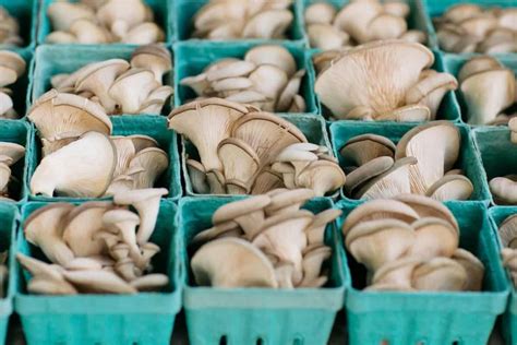 Oyster Mushroom Price In Kerala Arad Branding