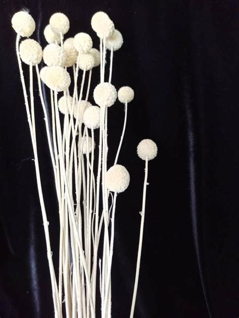 15 Stems Dried Billy Ball Dry Craspedia White Ball Billy Buttons Dried