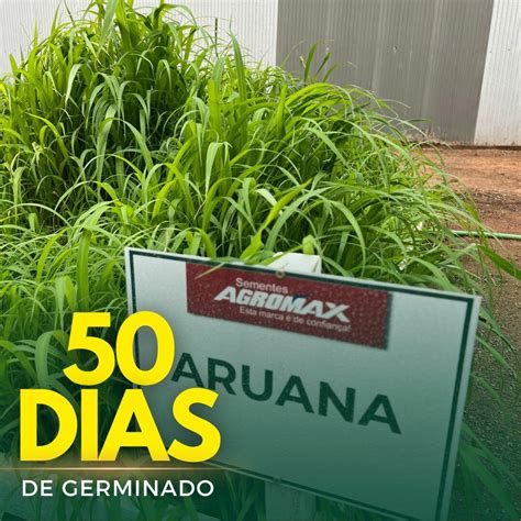 Capim Panicum Maximum Aruana IZ 5 Alta Produtividade E Valor