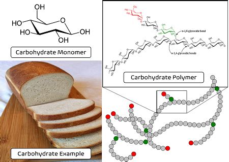 Polymer Of Carbohydrates Lipids And Proteins