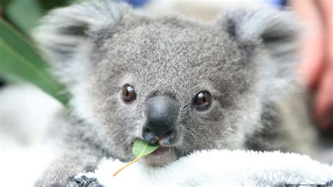 Amazing Planet: Koalas' biggest threat are humans – DW – 10/02/2022