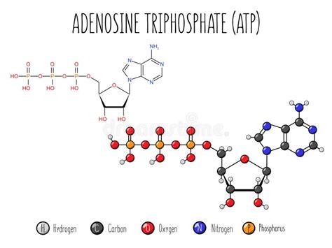 Adenosine Triphosphate Atp Molecular Structure Stock Vector