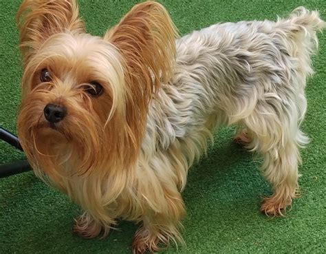 Finding The Right Home Rocky Mountain Yorkie Rescue