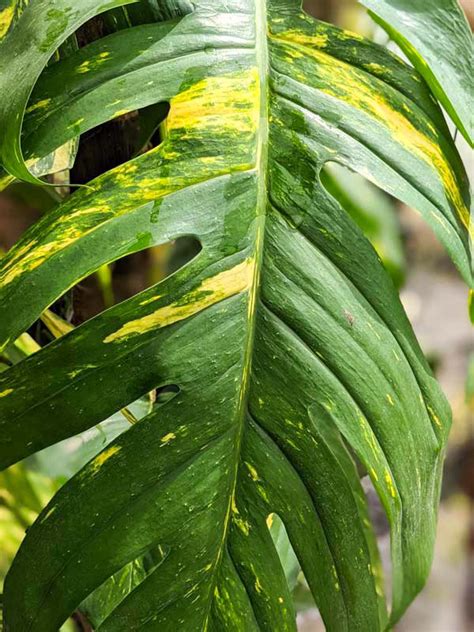 Epipremnum Pinnatum Giant Aurea Variegated Amazoniconda Excellent