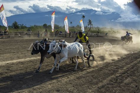 LOMBA SAPI GEROBAK TRADISIONAL ANTARA Foto