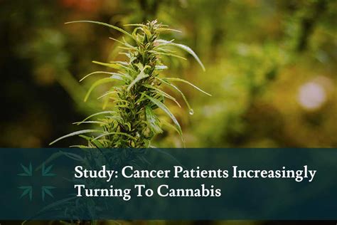 Study: Cancer Patients Increasingly Turning To Cannabis - Marijuana ...