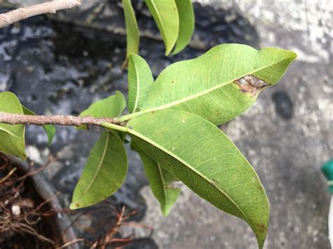 Ficus Amplissima Eflora Of India