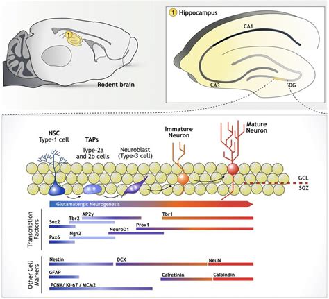 Is There Human Hippocampal Neurogenesis Chloe Page