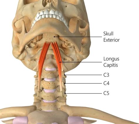 Longus Capitis Muscle Origin And Insertion Archives Mobile