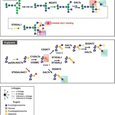 Simplified Schematic Representation Of N And O Glycan Biosynthetic