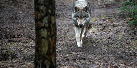 Coldiretti Lancia L Allarme Lupi Alle Porte Di Catanzaro Attaccato Un