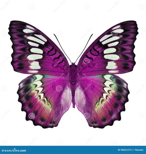 Beautiful Pink Butterfly Stock Images Download 22072 Royalty Free Photos