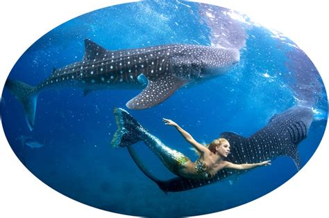 Hannah Mermaid Swimming With Whale Sharks To Bring Awareness To The