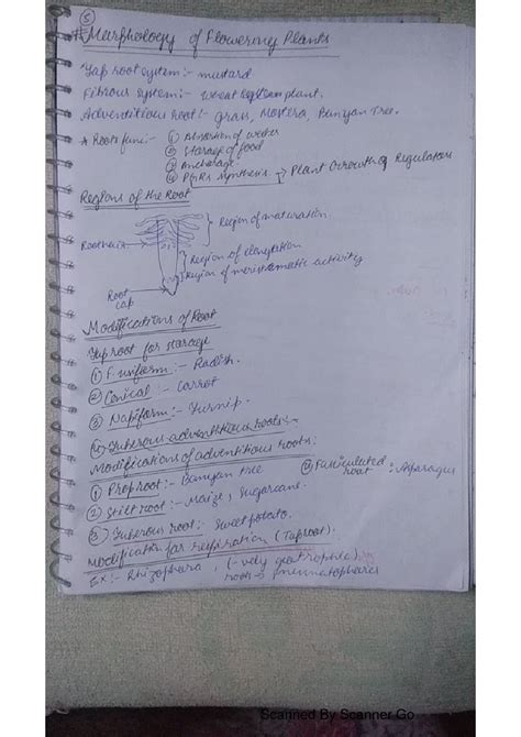 Class 11 Biology Morphology Of Flowering Plants Handwritten Notes For Neet Shop Handwritten