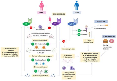 Frontiers The Physiological Mechanisms Of The Sex Based Difference In