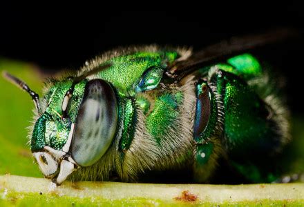 Green Orchid Bee l Highly Specialized Insect - Our Breathing Planet