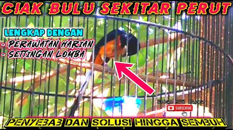 AKHIRNYA KETEMU PENYEBAB DAN MENGATASI MURAI BATU CABUT BULU PERUT