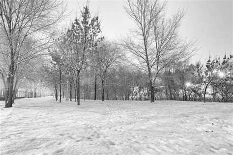 Black and White Winter Landscape Stock Photo - Image of vivid ...