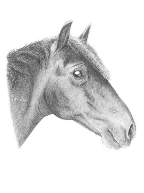Horse Portraits Custom Artwork Free Consultations