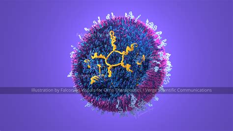 Lipid Nanoparticle Falconieri Visuals Llc