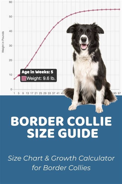 Interactive Border Collie Growth Chart And Calculator Puppy Weight